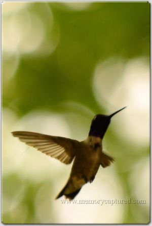 Hummingbird (1).jpg
